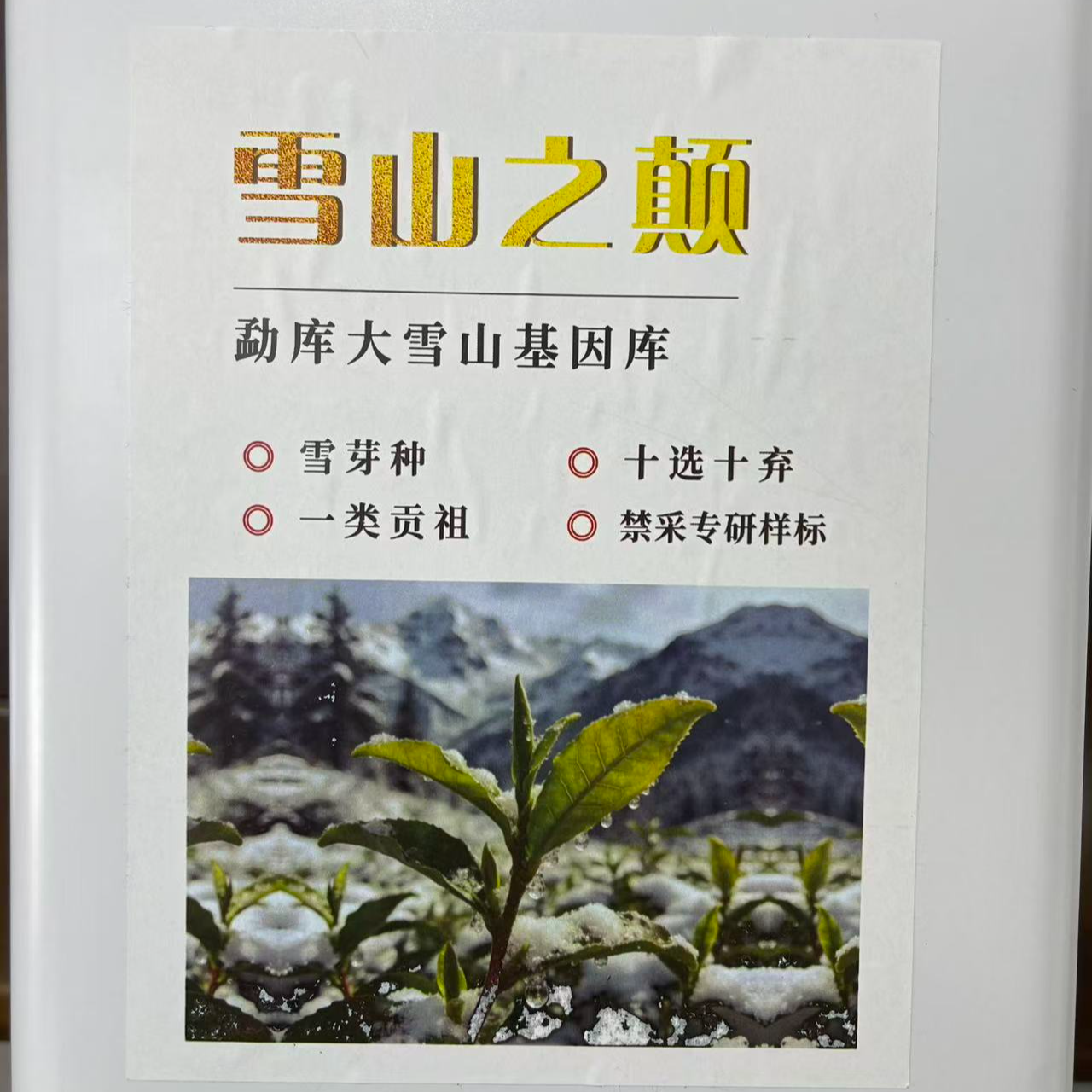 2025年大雪山雪山之巅普洱生茶散500g