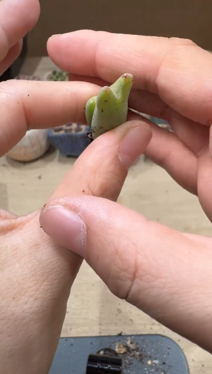 ?***同13-150多肉植物肉锥