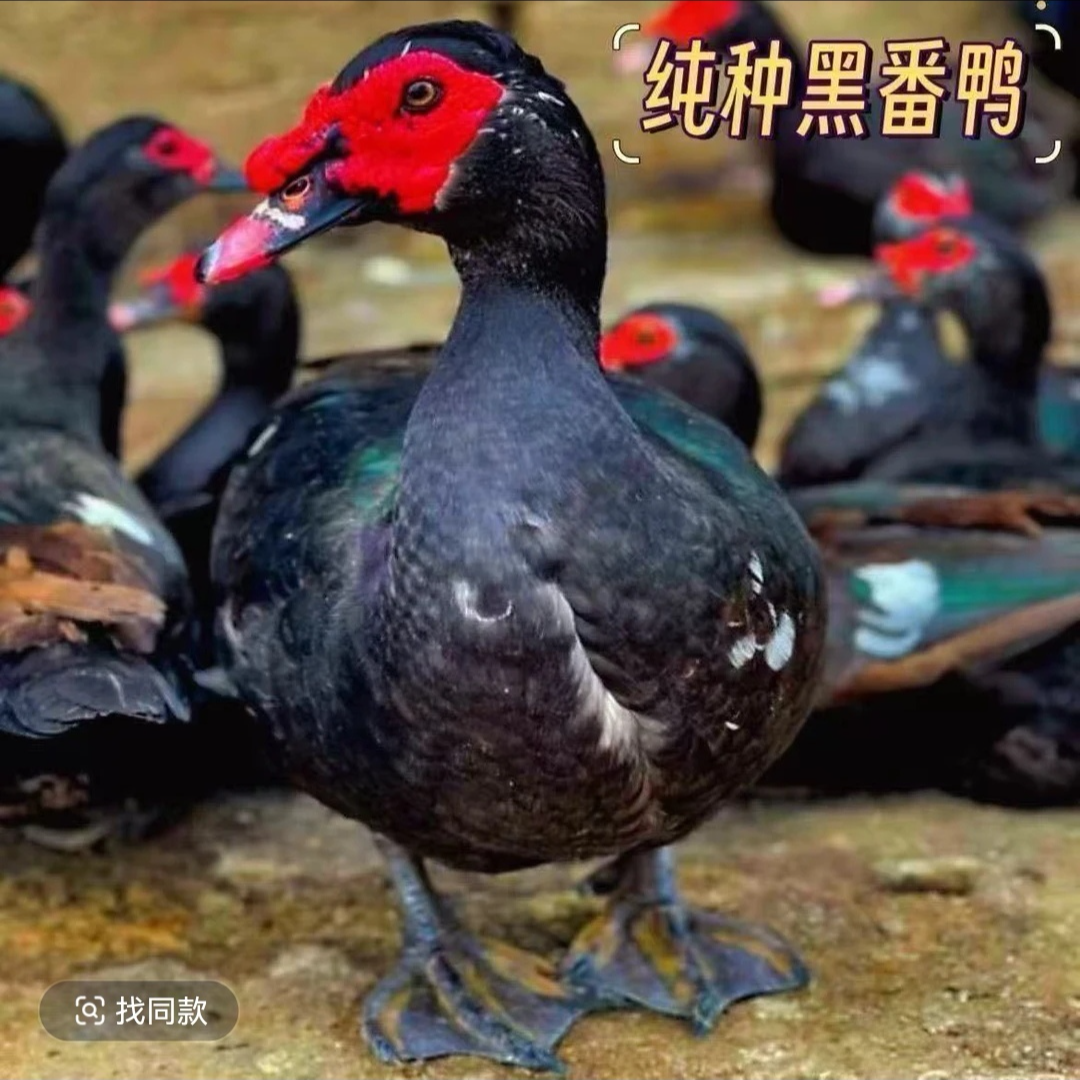 黑番鸭宠物鸭凤头鸭35只（活的顺丰包邮）