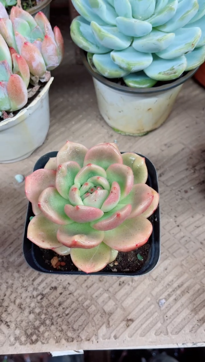 蔷**院21030多肉植物一物一拍