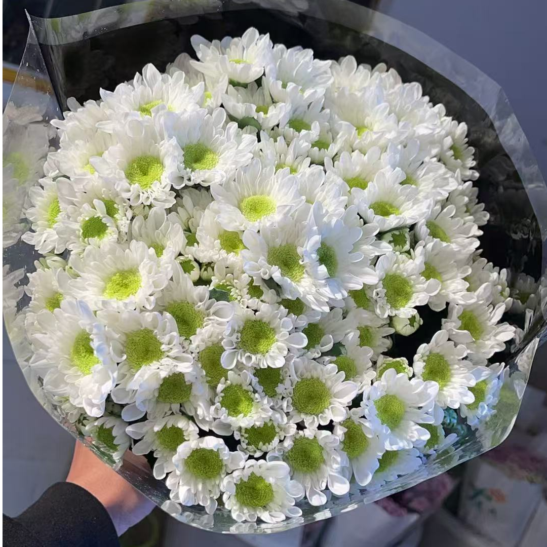 大瑞白 小雏菊全店任意N单一个运费