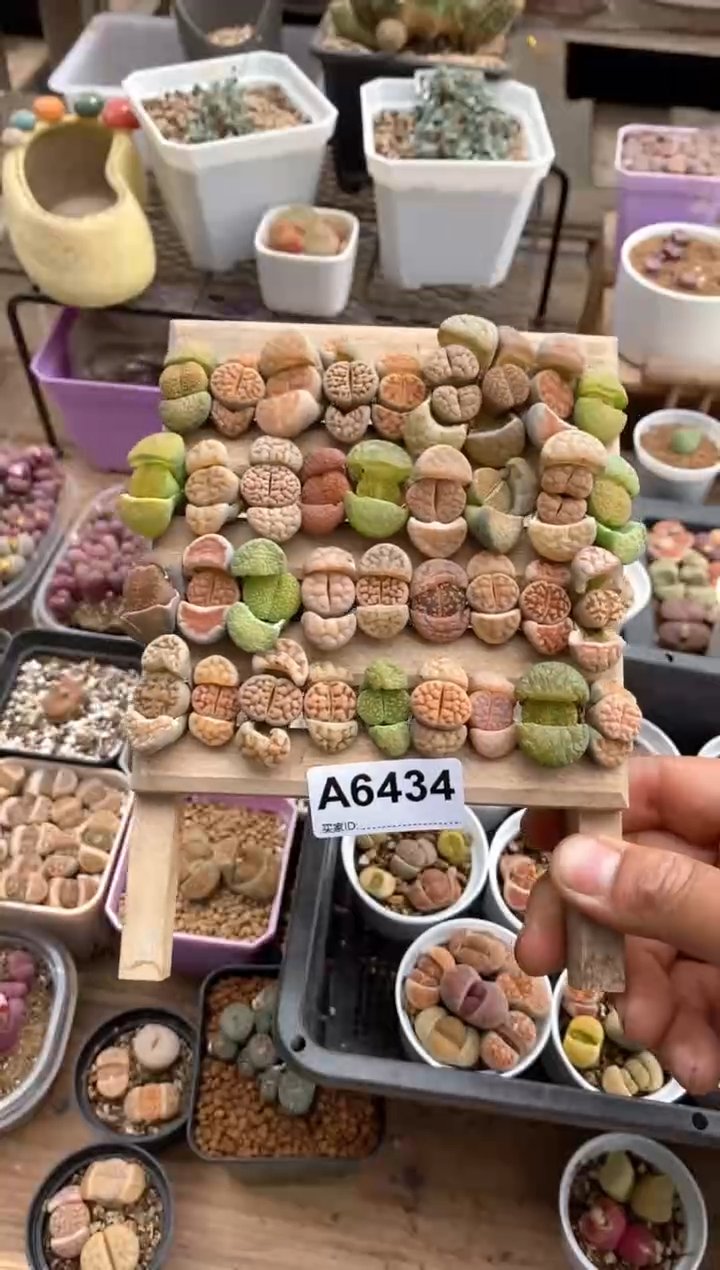 【闪购商品】6434直播一物一拍