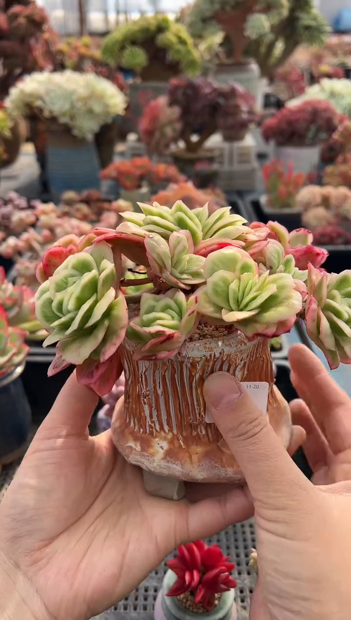 ꧁****꧂639               不带盆