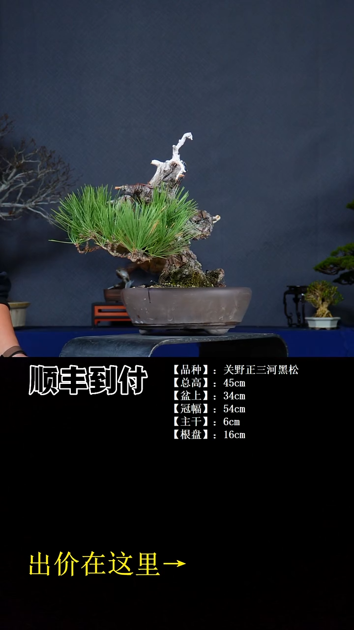 无花朵三河黑松bu'bao