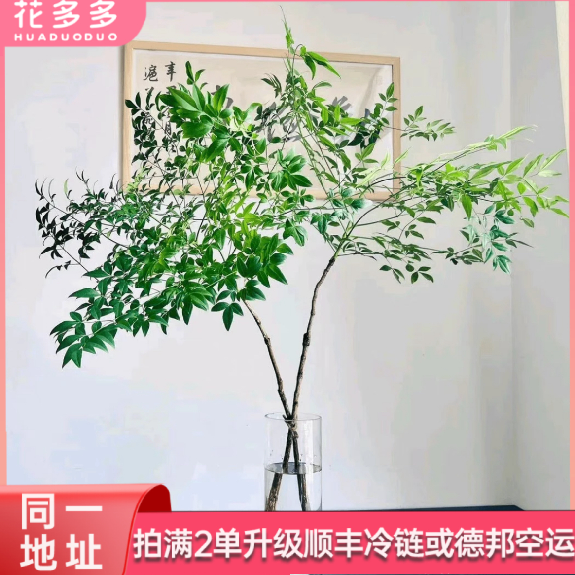 【南天竹】 高品质 ins风格南天竹1扎 全场鲜花任意满两单升级冷链