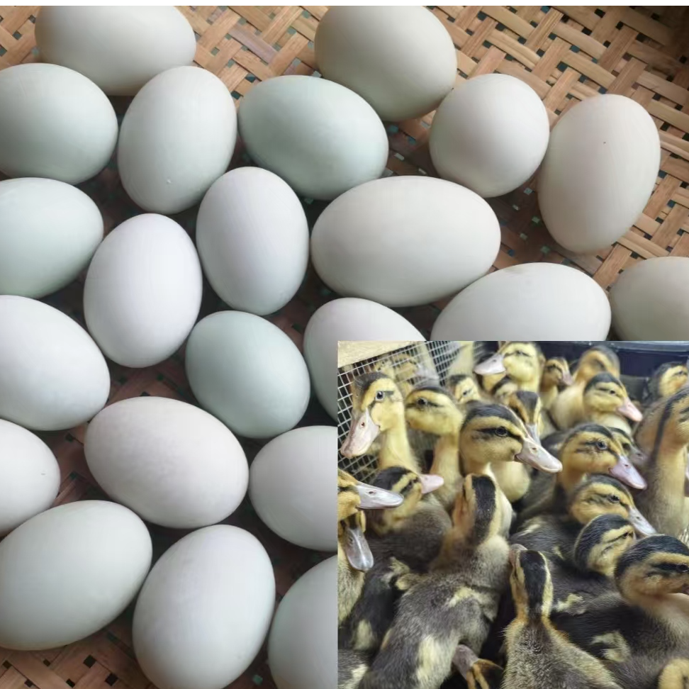 1号（半斤）青头鸭  蛋  包邮包路损 美味可口