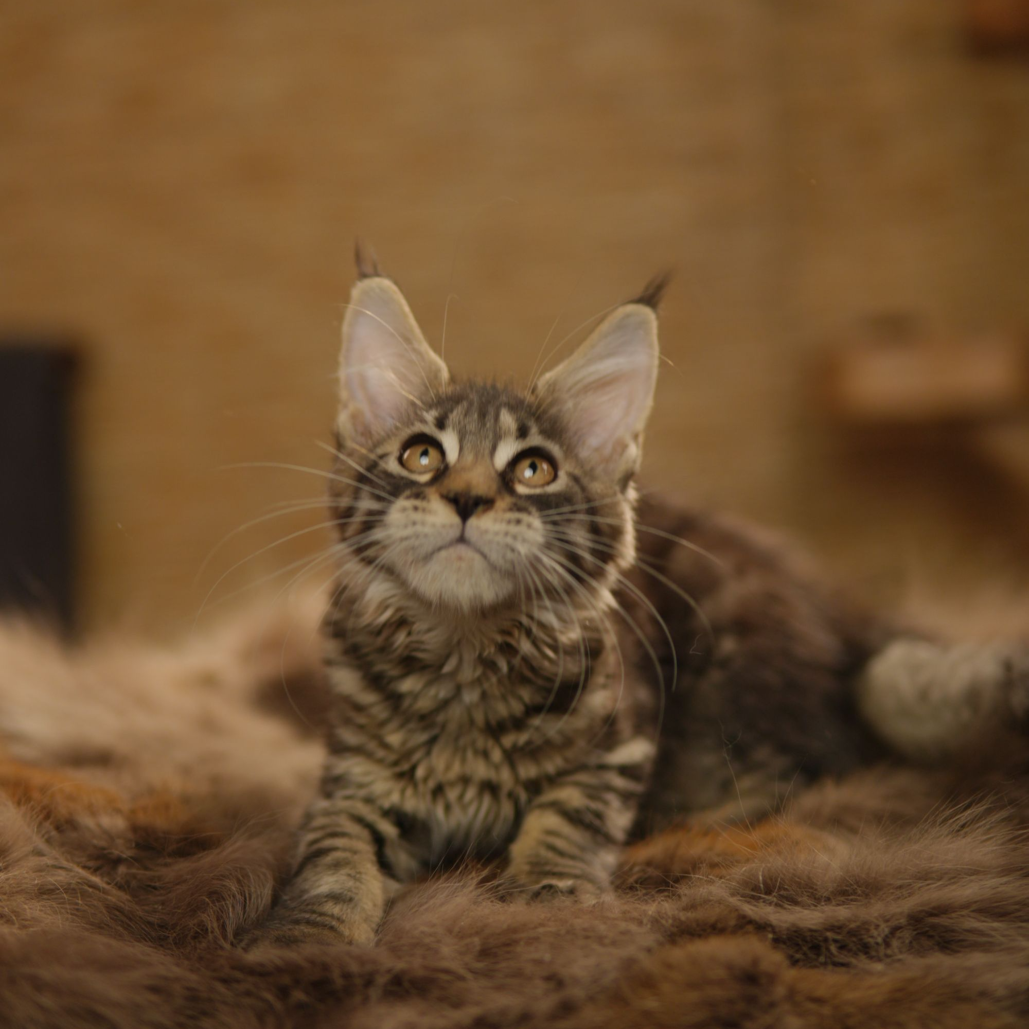 缅因猫活体棕虎妹妹
