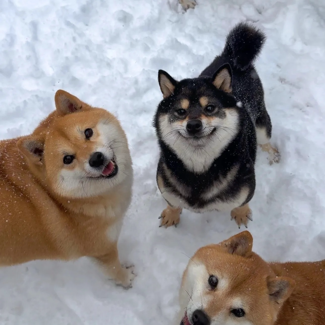 【改价】旺宅柴犬一宠一拍专拍链接
