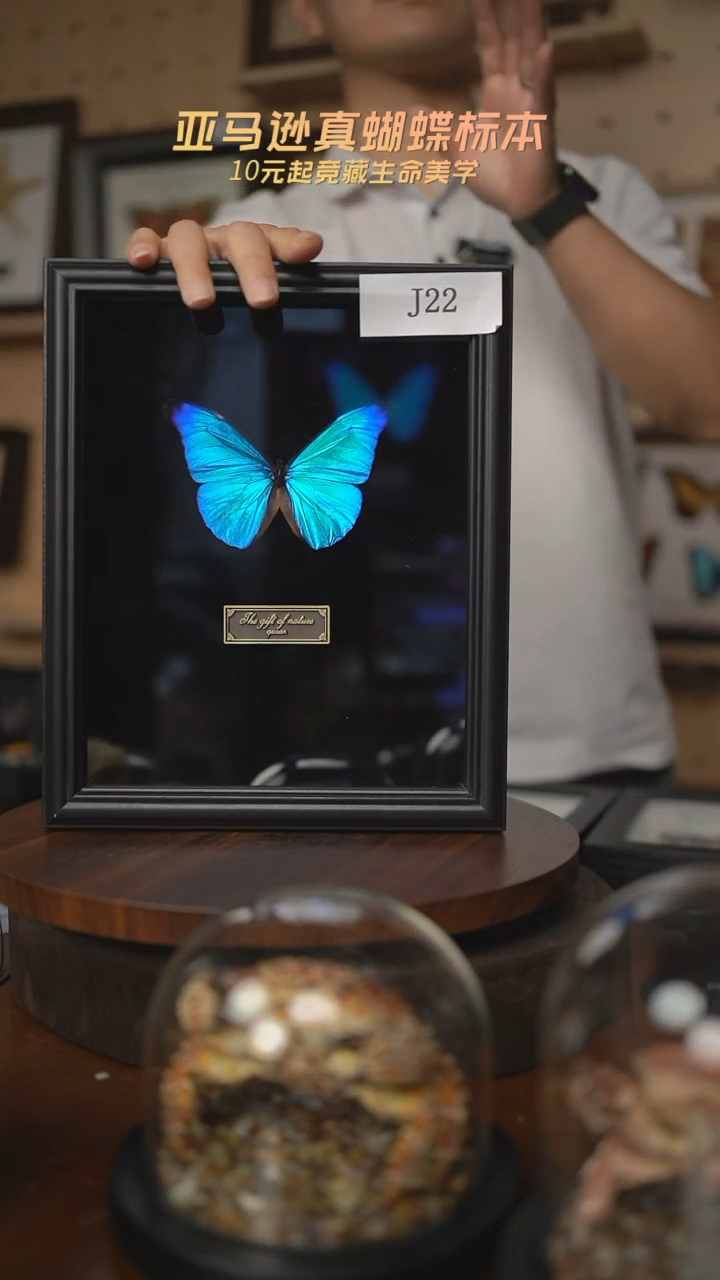 蝴蝶标本摆件拍卖J22