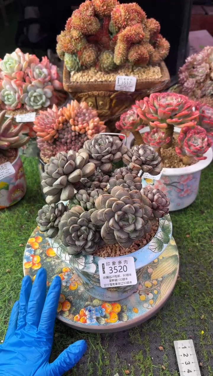 昆明印象多肉3520