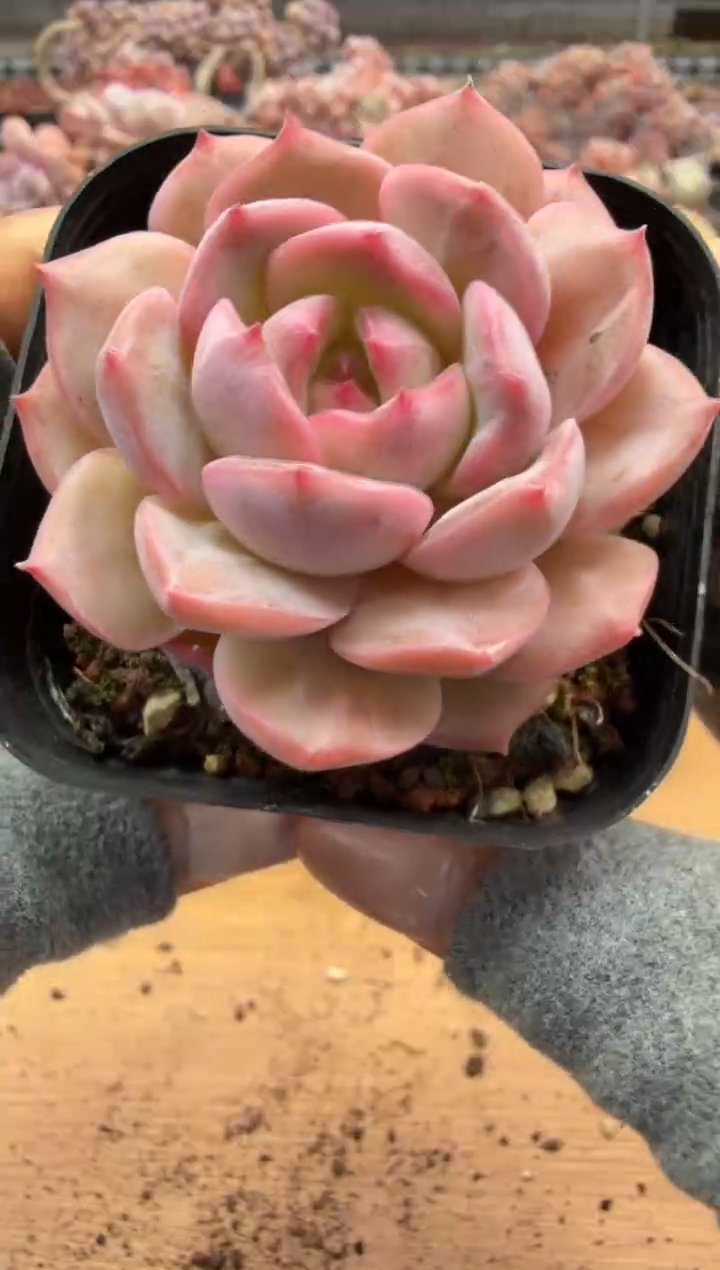 东云多肉园二店-136