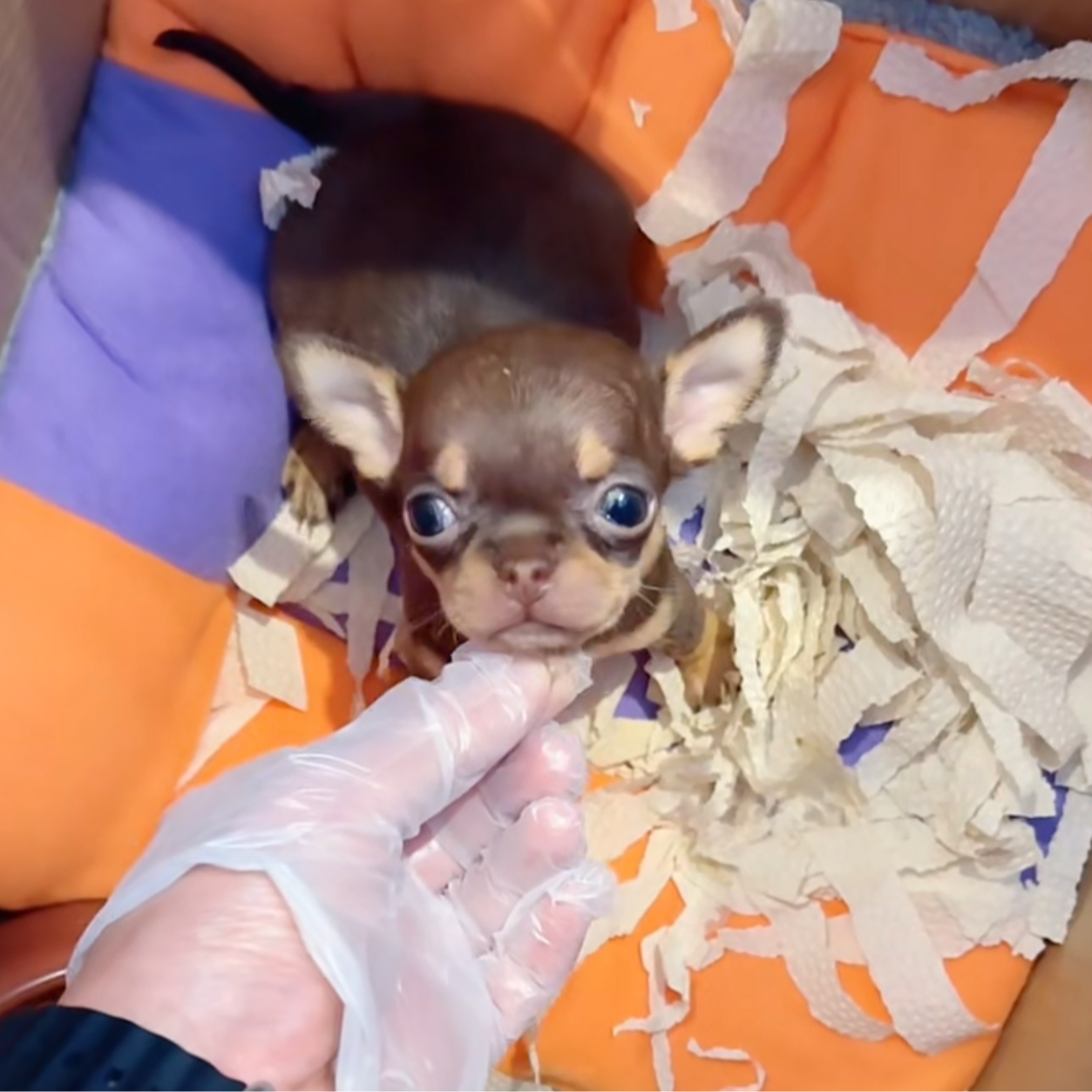 丸子家精选各类吉娃娃（狗狗宠物活体）