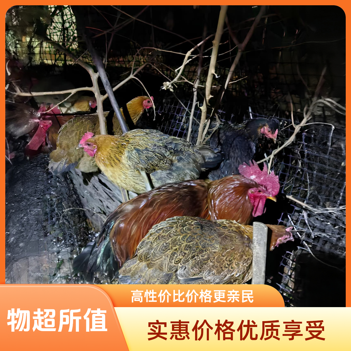 肉质紧实鲜美包邮走地土鸡