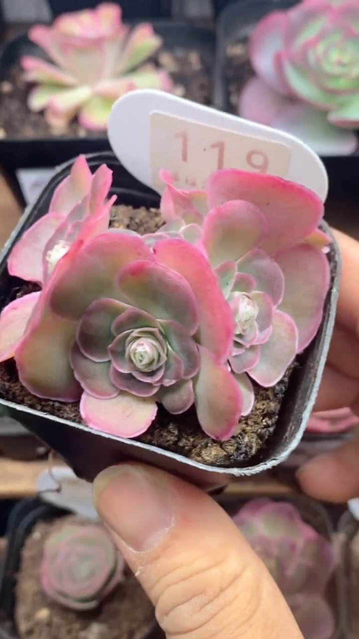 楹楹山地玫瑰/119