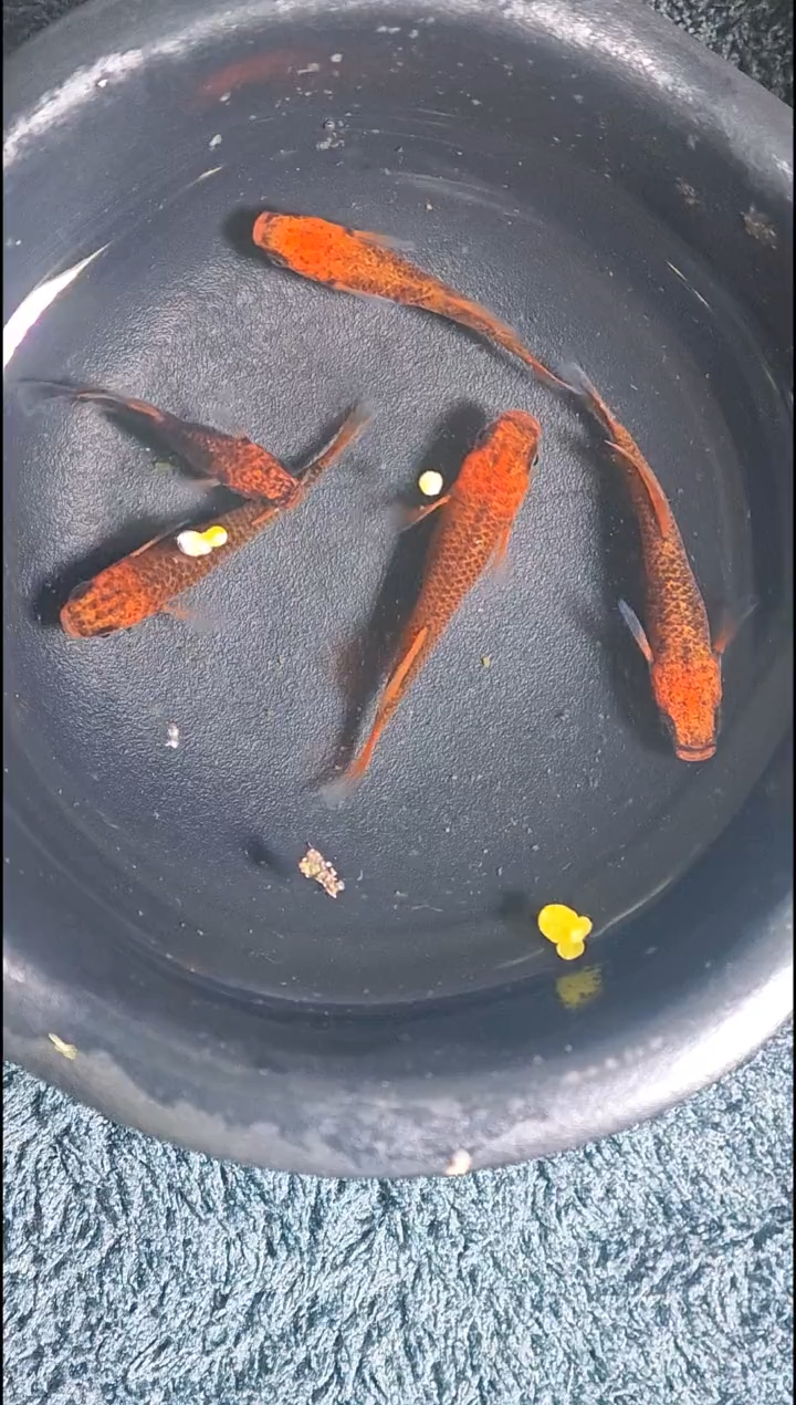 青鳉鱼观背青鳉09