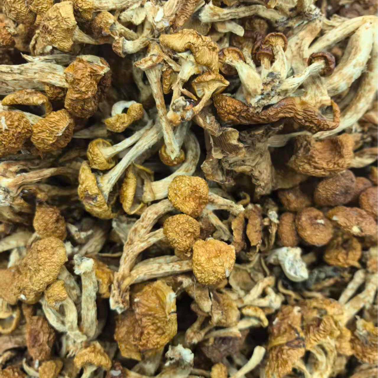 贵州本地滑菇100g