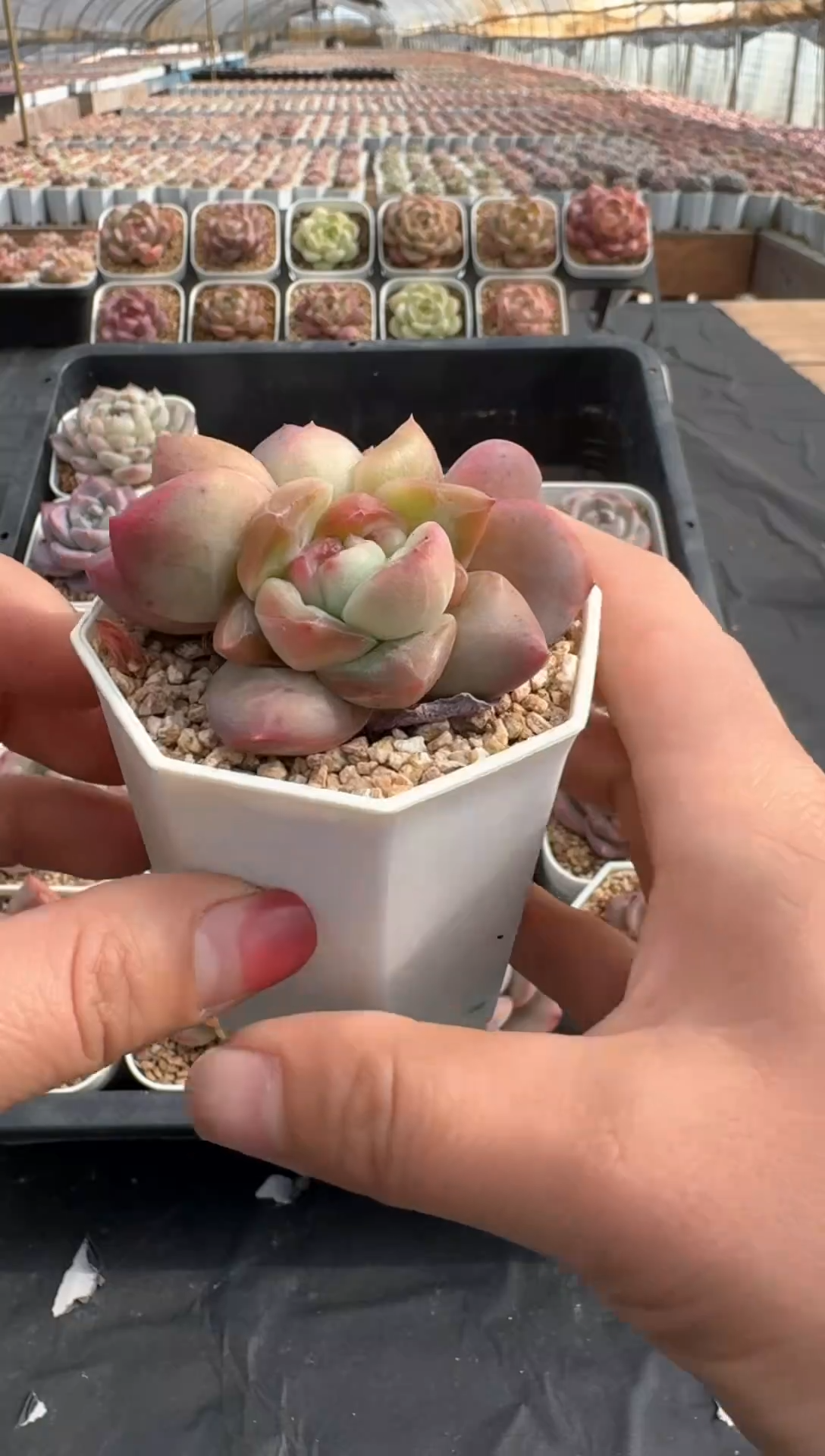 【闪购商品】3单包邮珍妮多肉一物一拍405