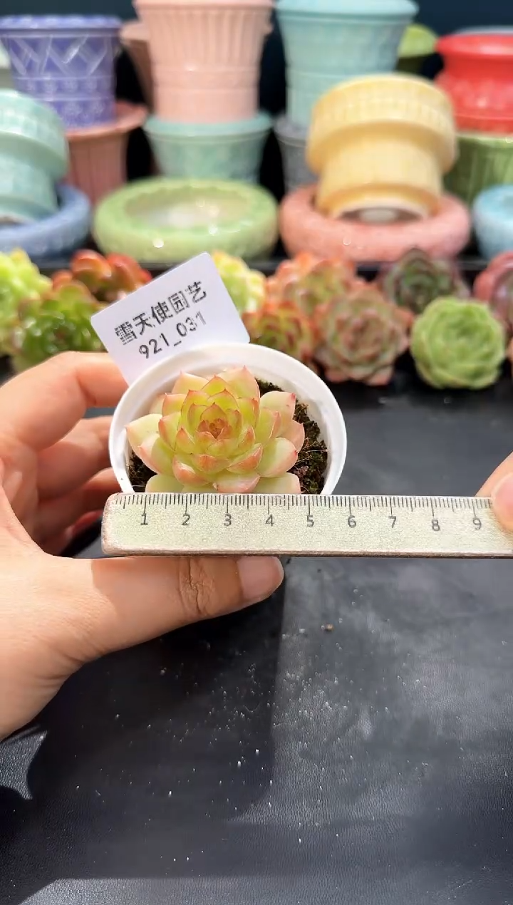 921-031青山（冠幅5CM）