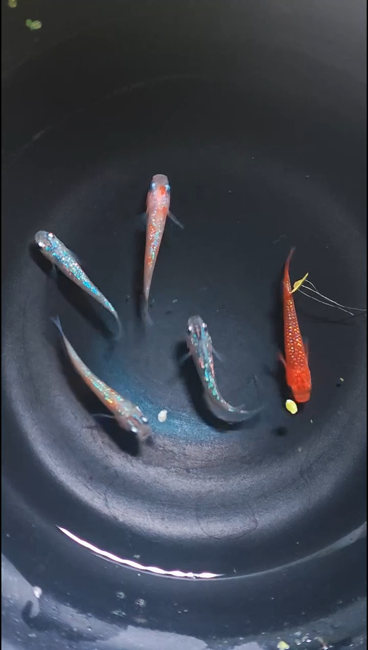 青鳉鱼观背青鳉013