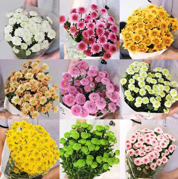 屋檐精品花苗