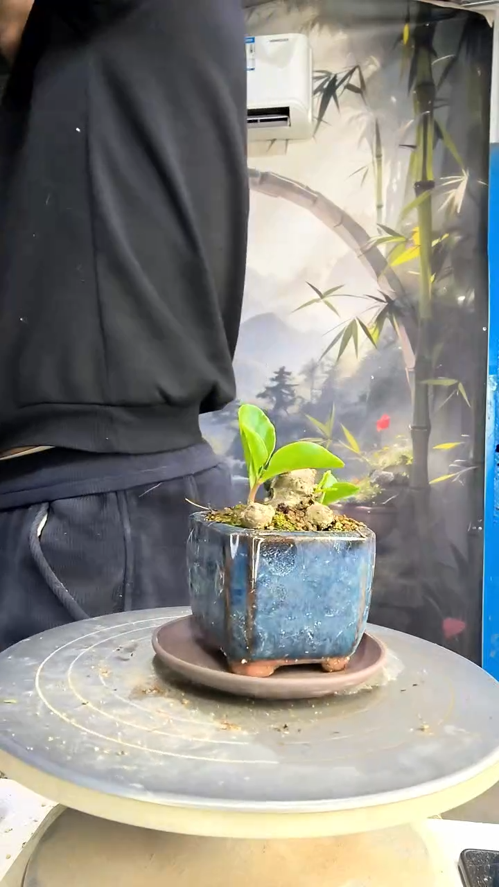 g****u中青园艺一物一拍花83