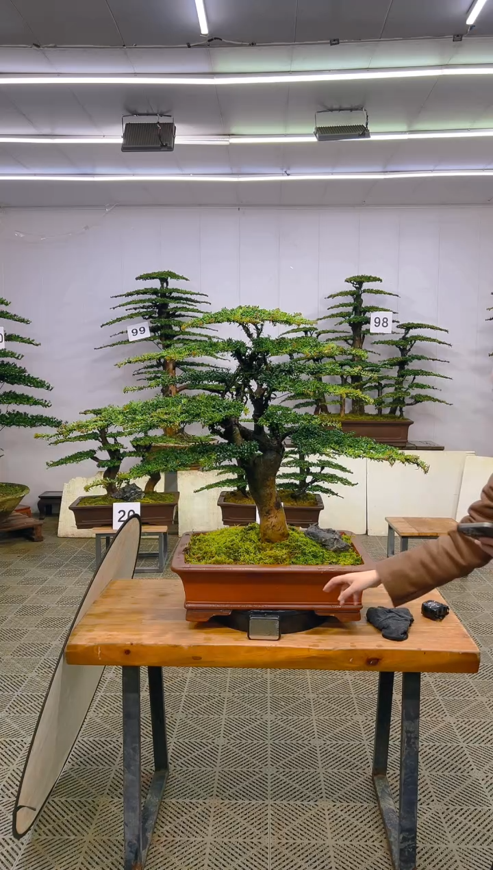 无花朵一物一拍一物一拍