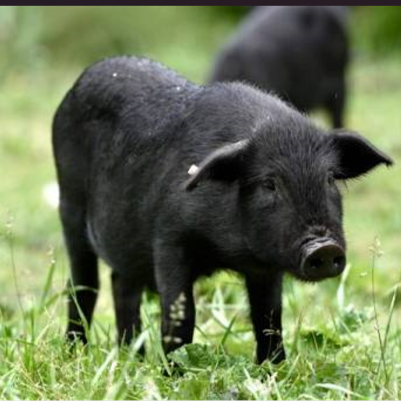 （猪肉）湖南本土粮食黑猪鲜猪肉4斤起顺丰快递运输包邮到家