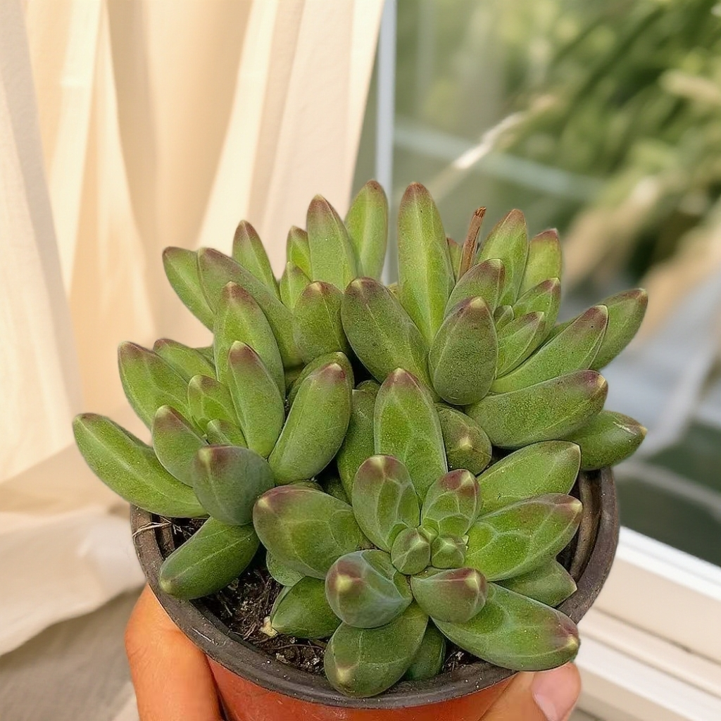 千代田之松 带暗纹（带盆发） 多肉【满15包邮】 以直播间为准  