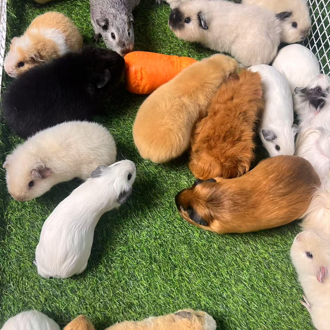 【宠物荷兰猪】【直播挑选】