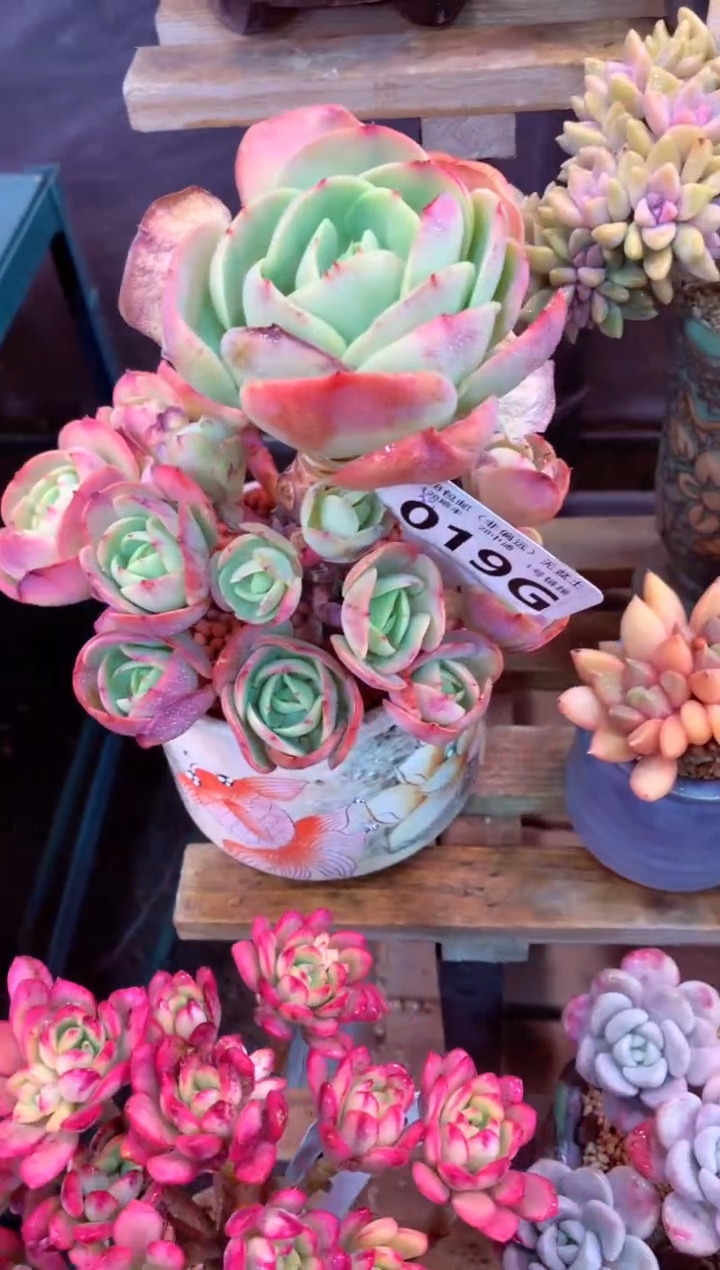 019G（一物一拍，精品多肉，w所见即所得 ）