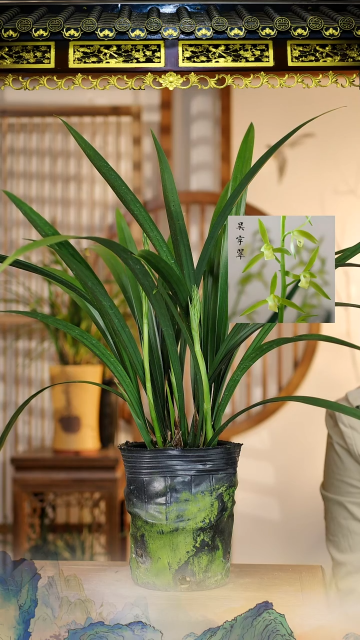 全部花苞吴字翠8苗4花