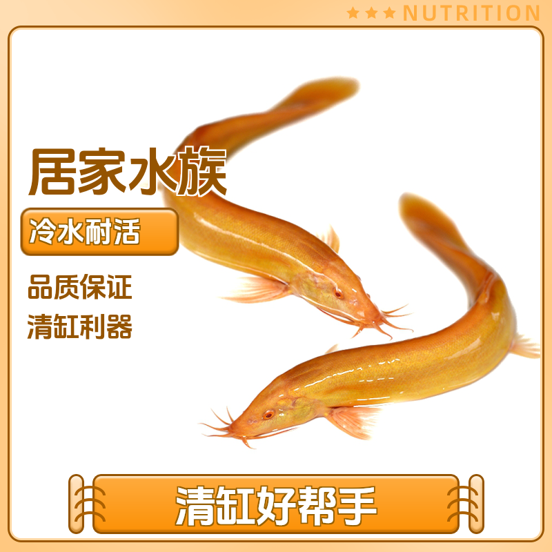 冷水观赏活鱼好养耐活黄金鳅淡水工具鱼清道夫鱼清理黄金泥鳅小鱼