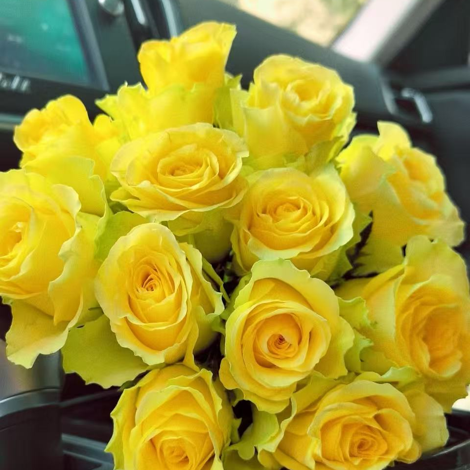 浪漫沙滩玫瑰-单头玫瑰-收到花第一时间醒花