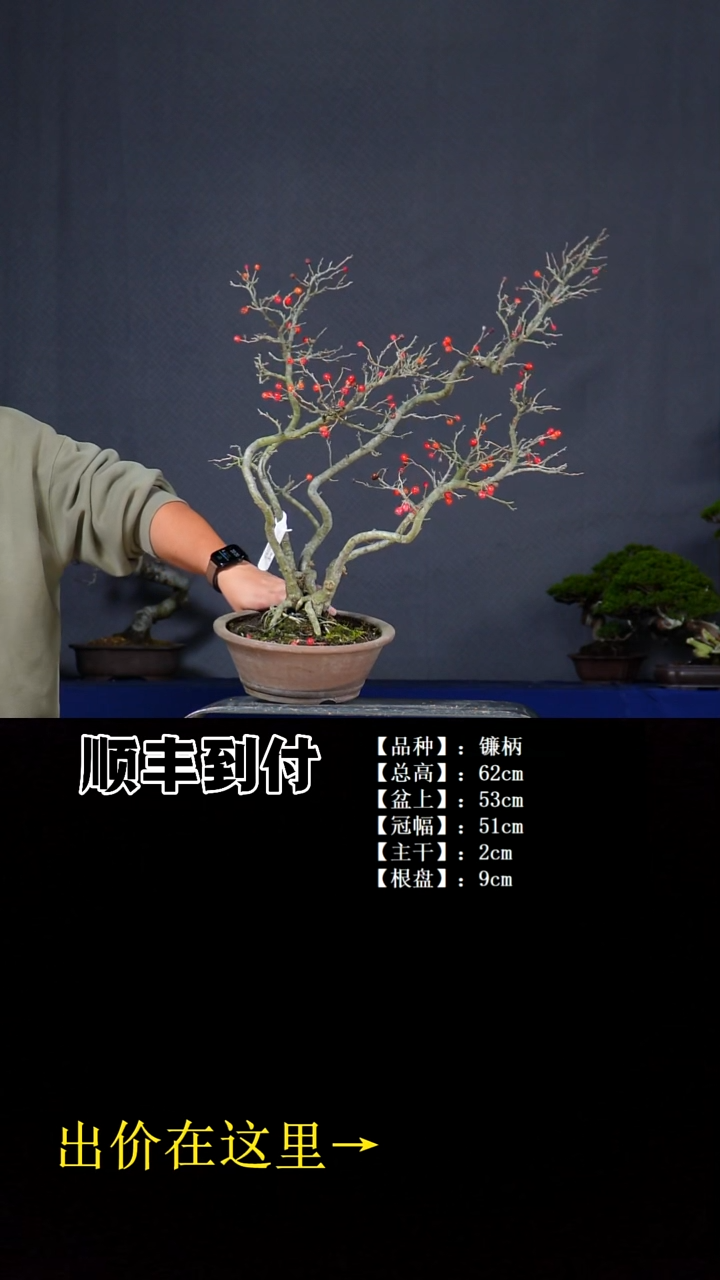 无花朵镰柄bubaoyou