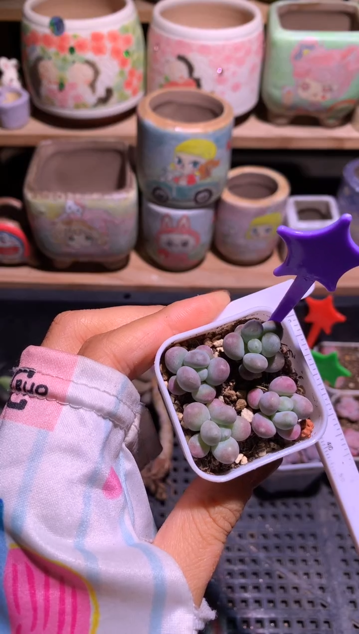 蜜桃一盒带盆发哈哈