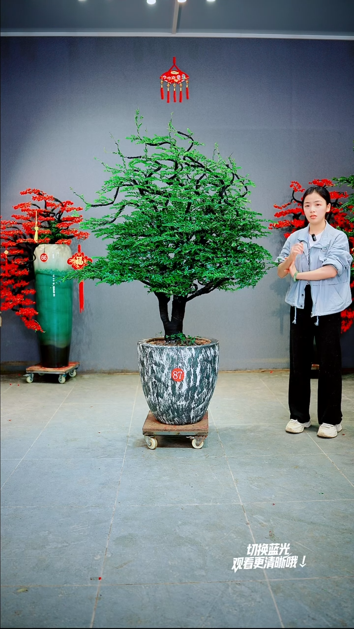 以实际为准用****787号一物一拍绿植