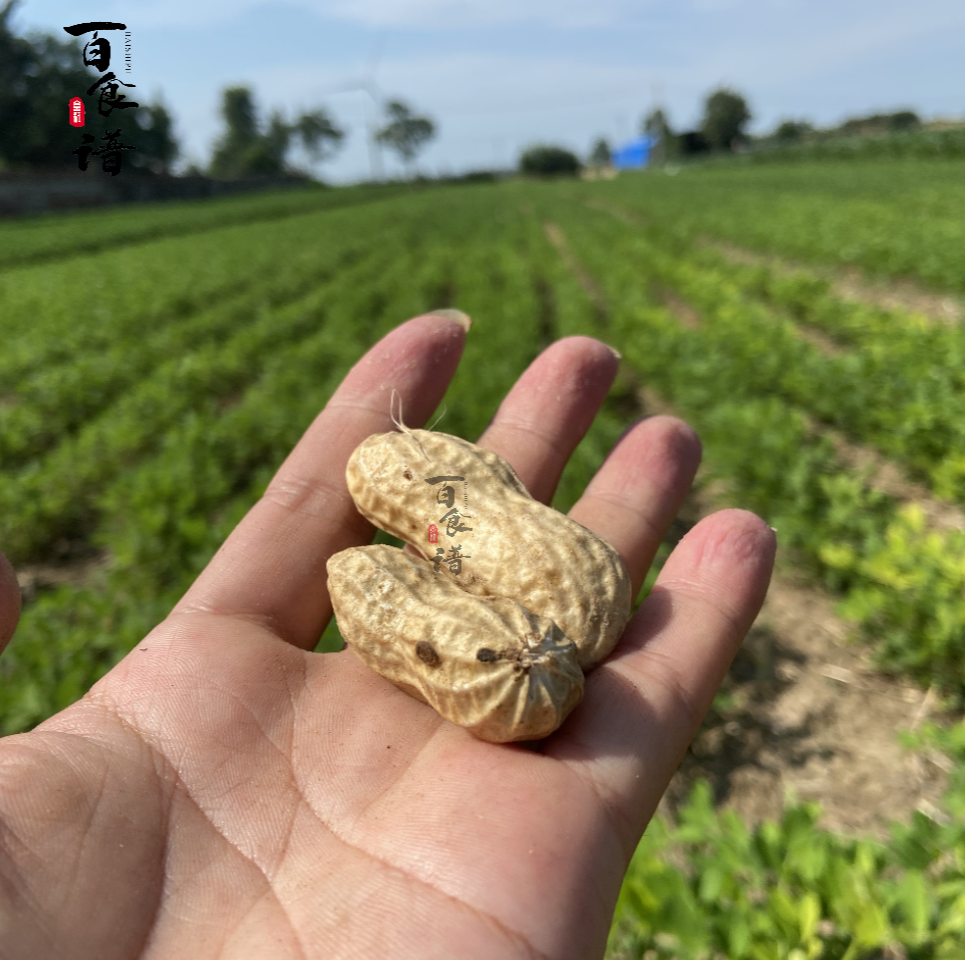 【2025新半干花生】河南开封沙土地新半干花生农家种植现挖新干花生