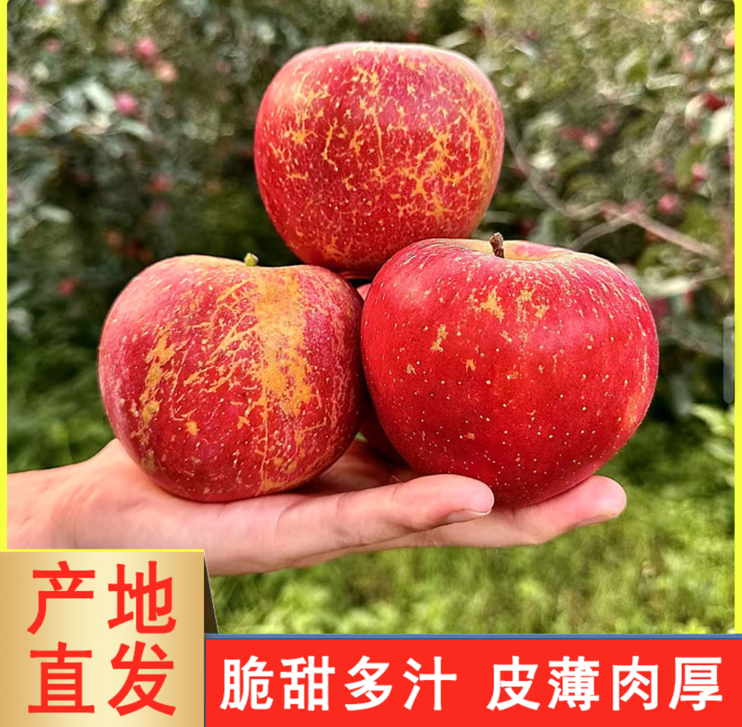 正宗云南昭通丑苹果产地直发【2025】鲜果现摘现发当季新鲜水果脆甜