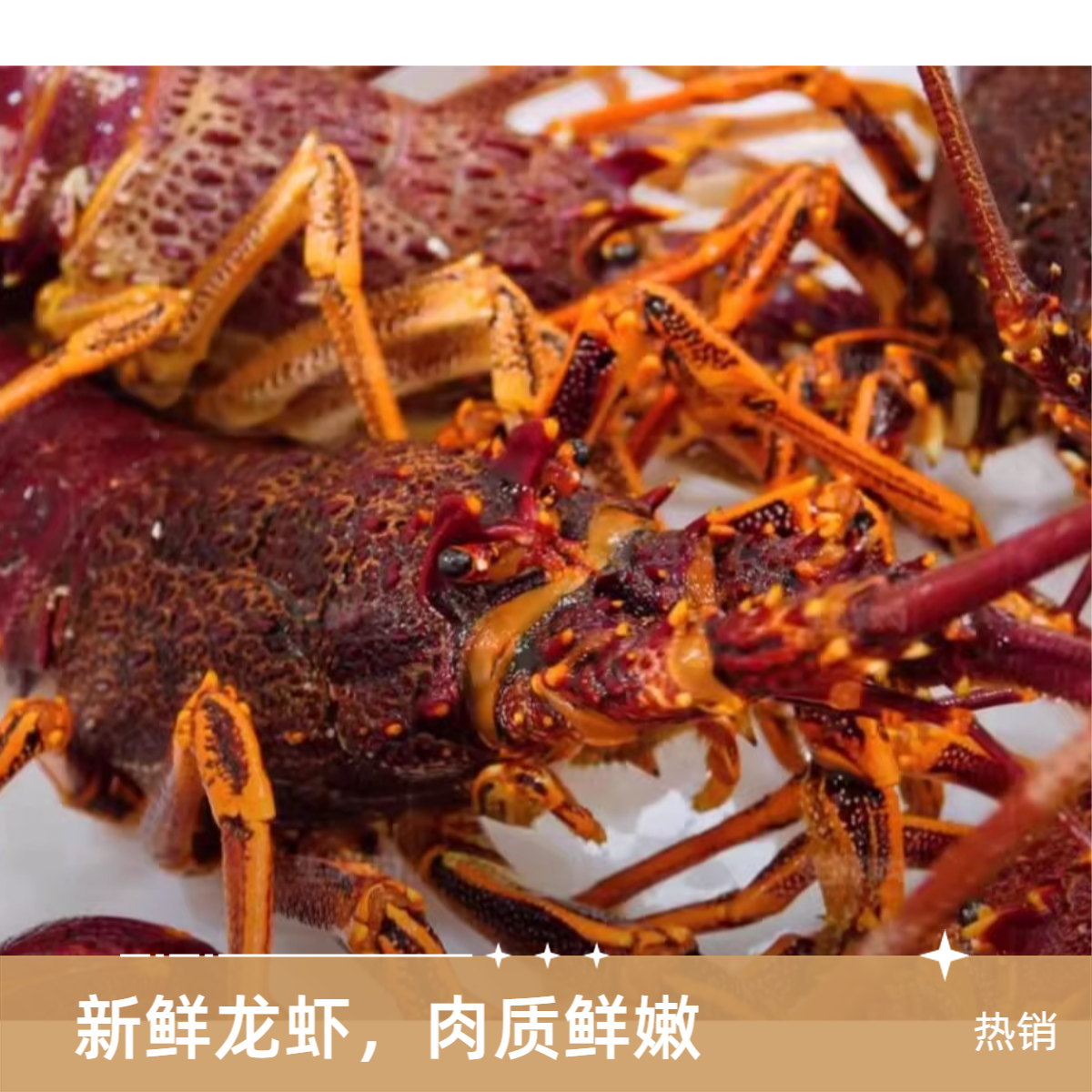 【鲜活次日达】约750g1只鲜活波士顿龙虾加拿大龙虾大澳龙海鲜奥龙