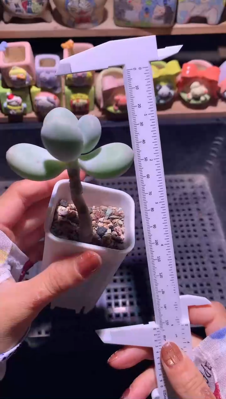 韩国黄金鸡蛋大叶奶