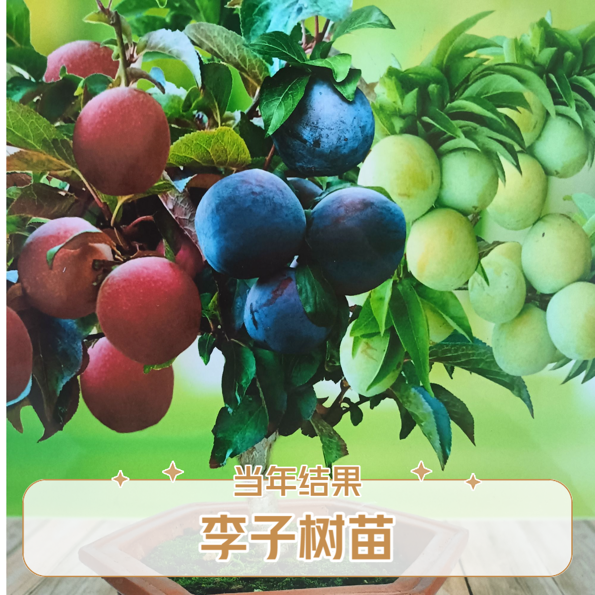 一物一拍新品种樱桃李子果苗盆栽地栽阳台庭院南北方种植果树苗