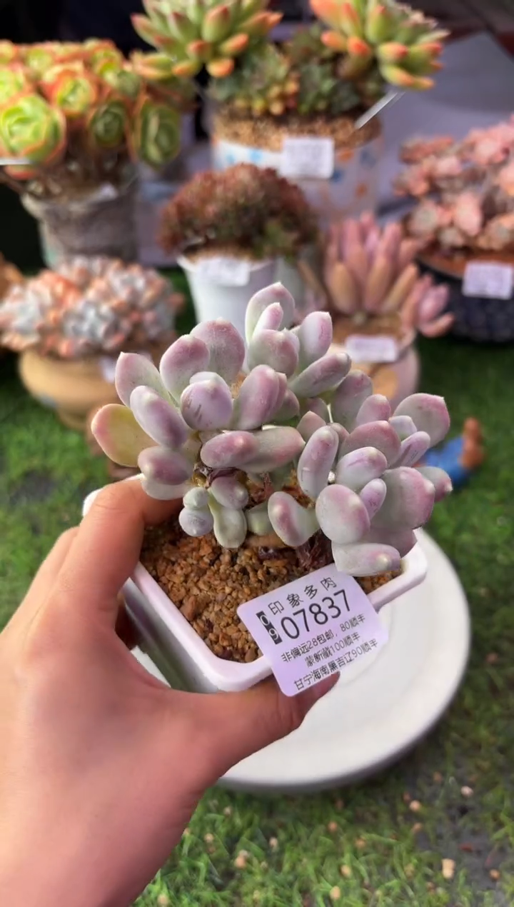 昆明印象多肉07837