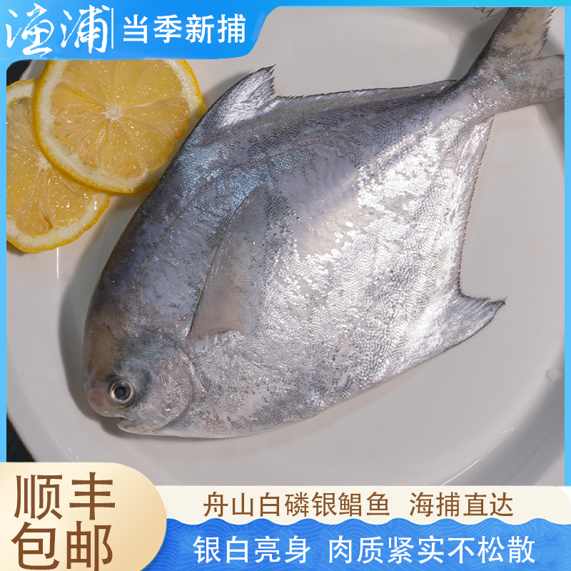 【码头银鲳鱼】东海三宝 香煎清蒸葱油嘎嘎好吃！肉质细腻蒜瓣肉高品