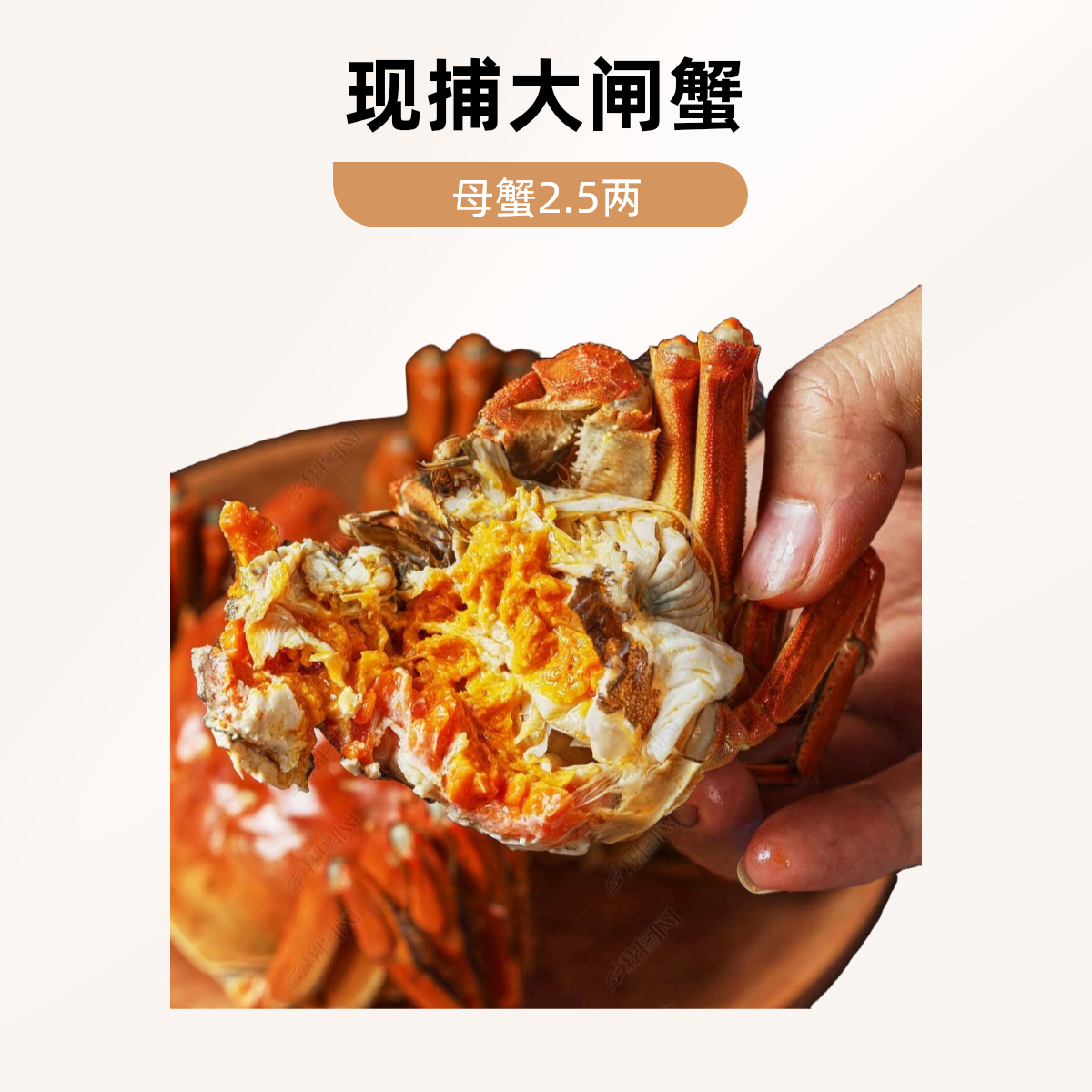 【活蟹大闸蟹】 现捕现捞螃蟹全母2.5-2.2两12只