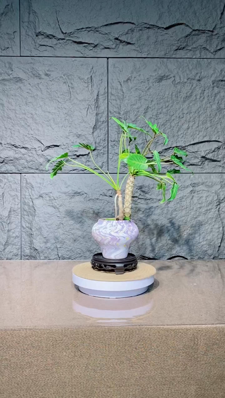 无花朵龙鳞小天使138