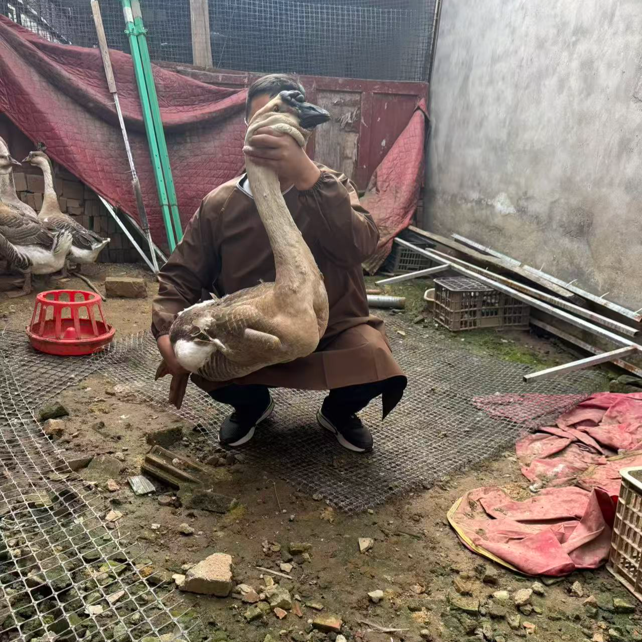 威武霸气呆萌鹅鸭包邮