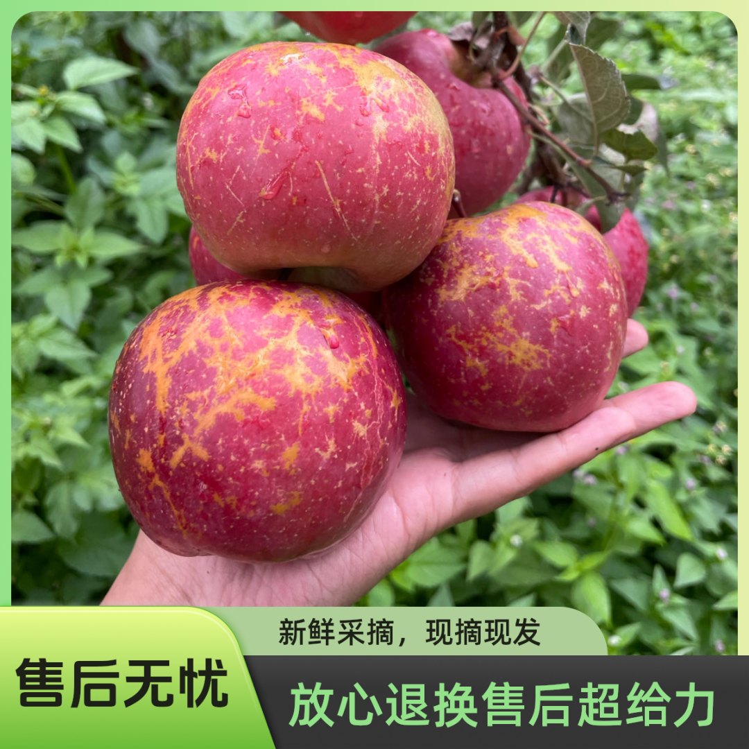 昭通红富士丑苹果冰糖心当季应季自然生长新鲜现摘现发快递包邮
