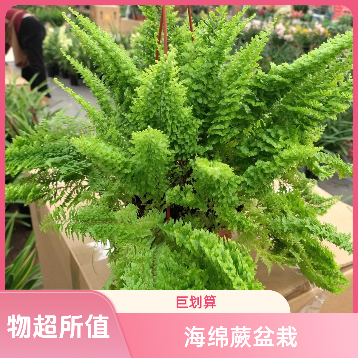 海绵蕨棉花糖盆栽四季常青好养耐热耐寒适合室阳台种植