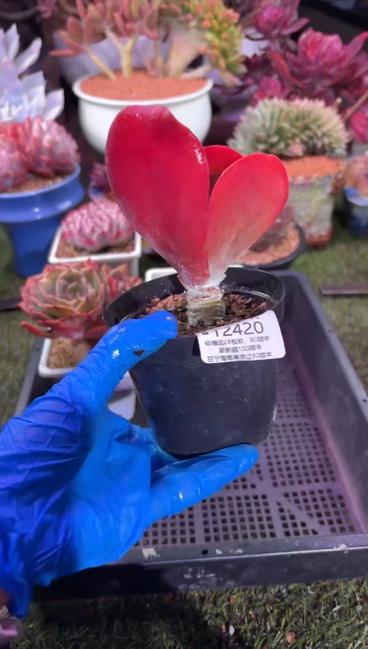 【闪购商品】12420