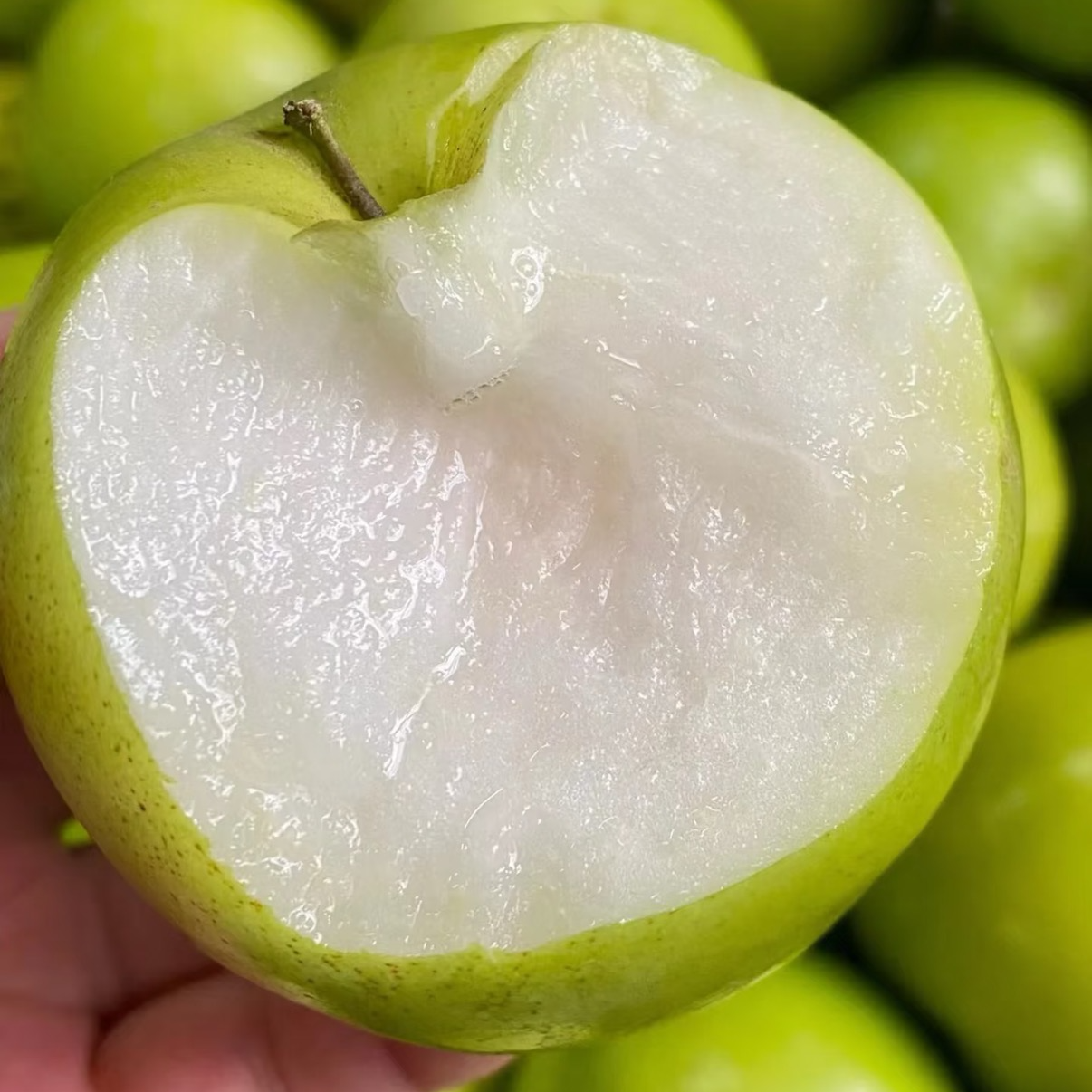 西双版纳苹果枣脆甜多汁现摘现发应季水果